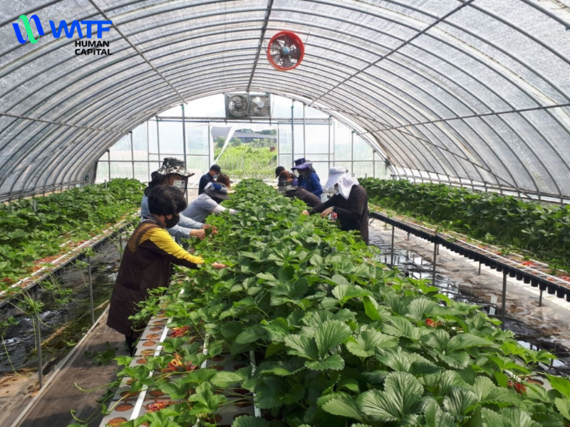 Cung ứng nhân sự theo hợp đồng thời vụ 2 Cung ứng nhân sự theo hợp đồng thời vụ là dịch vụ mà các công ty chuyên cung cấp lao động cho các doanh nghiệp trong một khoảng thời gian nhất định, nhằm đáp ứng nhu cầu sản xuất, công việc có tính chất tạm thời hoặc gia tăng vào các giai đoạn cao điểm